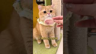 【魚蛋的日常】芒果還能變成狗來養？ #可愛 #tiktok #cutecats #貓咪#cute  #funnycat