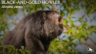 Black-and-Gold Howler