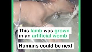 This lamb was grown in an artificial womb   Humans could be next