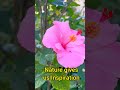 hibiscus an inspiration goodvibes flowers naturelovers nature