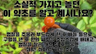 예전에는 많았지만 이제는 보기가 어려운 약초