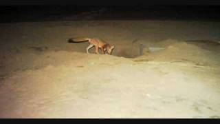 San Joaquin Kit Fox