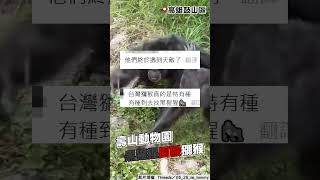 高雄「獼猴誤闖」壽山動物園黑猩猩領地　慘遭2打1圍毆暴打狂甩重傷亡｜TVBS新聞@TVBSNEWS01