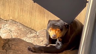 気持ち良さそうに寝ているマレーグマのキョウコさん！　上野動物園