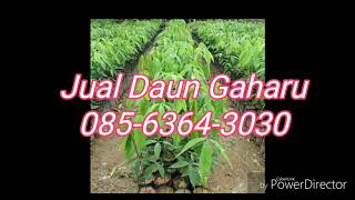 Jual Daun Gaharu Segar dan Kering Murah, higeinis, dan terjamin asli - 08563643030