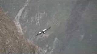 The Andean Condor