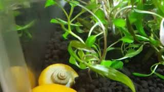 Mystery Snail digging. Leave a comment plz.