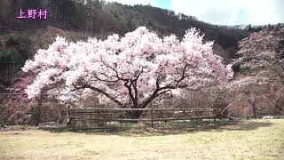 4K映像　上野村の桜