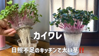 カイワレを育てるコツと暗い所じゃなくて明るい所で