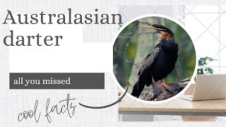 Australasian darter facts