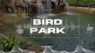 Chandigarh Bird Park | Macaw Beauty \u0026 Soothing ASMR | Nagar Van, Sector 1   (16th May 2022)