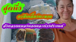 สุดทึ่ง..อาชีพแปลกเลี้ยงตะขาบ ในขวดพลาสติก!! ส่งตลาดแมลงทอด และต่างประเทศ..สร้างรายได้ดีมาก..