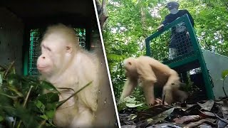 Albino Orangutan Released Into Wild After Being in Captivity