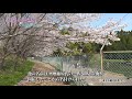 【東金の風景 4月】和泉ヶ池の桜／和泉ヶ池（東金市 東金）