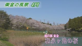 【東金の風景 4月】和泉ヶ池の桜／和泉ヶ池（東金市 東金）