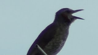 ヒヨドリの早朝の鳴き声　Brown-eared Bulbul