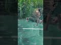 You laugh uncontrol watching this #funny #games