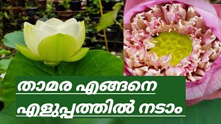 താമര എങ്ങനെ നടാം||How to plant lotus tuber||വളരെ എളുപ്പമാണ്