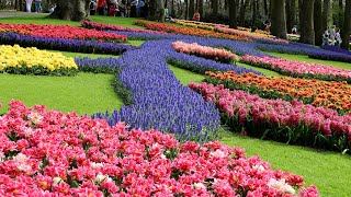 Amazing Colors of Spring Flowers - Keukenhof 2024 - 4K