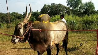 || निडगल गावचा जबरदस्त बैल जोड ||Aggressive Racing Bull of Nidgal Khanapur ||