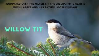 Marsh Tit And Willow Tit