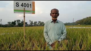 S 4001 Boru Rice 🌾🍚 # Syngenta testimonials videos