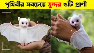 পৃথিবীর সবচেয়ে সুন্দর ৫টি প্রাণী । Top 5 Cute Animals in The World । ChayaLok