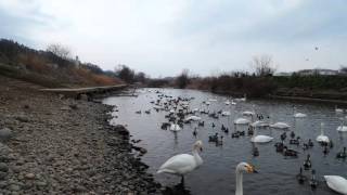 子沢山ファミリー登場親水公園