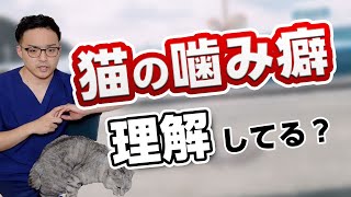 【猫に噛まれる】噛み癖の解決方法を獣医さんが紹介