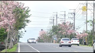 六龜季節限定美景 花旗木桃花心木景觀浪漫