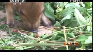 20140808 生财有道 山林野猪带来千万财