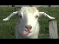 Mana di mana anak kambing saya lagu daerah