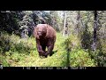 Bear Charges Wildlife Camera in Canada’s Yukon Territory