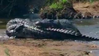 Crocodile DEATH ROLL Frenzy Caught on Camera!