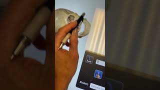 Anatomage Table: How to Use Quiz Mode