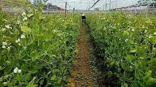 beans boy is live! Walking around the beautiful Snap Peas plants