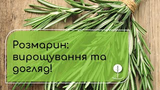 Секрети вирощування розмарину !