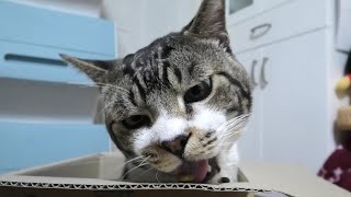 カリカリをパパから手渡しされるとついつい食べちゃう猫☆ダンボール箱に入る可愛いリキちゃん【リキちゃんねる・猫動画】Cat video　きじしろねこのいる暮らし