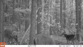 Huge Mississippi 10-point captured on video