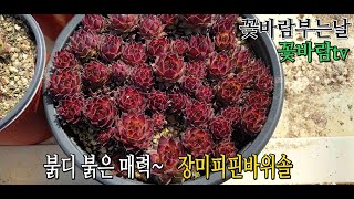 붉디 붉은 매력~~  장미피핀 바위솔  ( 꽃바람부는날 , 꽃바람tv )