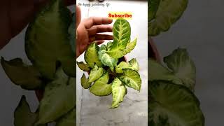 कम उजाले में उगने वाला पौधा ||Syngonium Plant that grows in low light || #shorts #ytshorts #viral