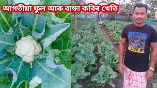 মই কৰা আগতীয়া ফুল কবি আৰু বান্ধা কবি খেতিৰ ভিডিঅ । cauliflower and cabbage Cultivation.