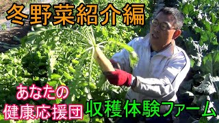 冬野菜生育状況編