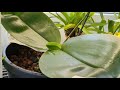 sansevieria converting new plants to semi hydro 1 month update rot u0026 propagating