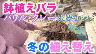 【一月下旬】鉢バラの冬の植え替え！と、園芸のススメ。パウルクレーの場合。【まだ間に合う②】