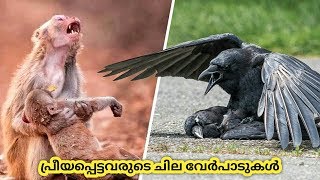 പ്രീയപ്പെട്ടവരുടെ ചില വേർപാടുകൾ | Five Animals Say Goodbye | Hidden Facts