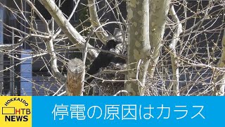 札幌　市内中心部の停電の原因はカラスの巣作り　集めたハンガーや針金などが電気設備と接触しショート