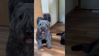 Mixed reaction when I asked the Bouvier dogs how their day was😊 #bouvier #shorts #howwasyourday