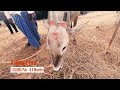 2022 hemagiri cattle fair near kr pete of mandya district in karnataka hallikar cattle fair 2