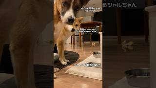 この自動給餌器の前だけ混み合ってます#capcut #shorts #shiba #shibadog #柴犬 #雑種犬 #元保護犬